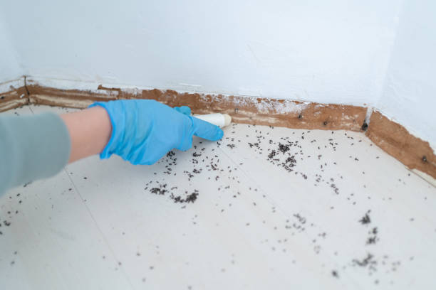 Best Termite Inspection and Treatment  in Aquebogue, NY